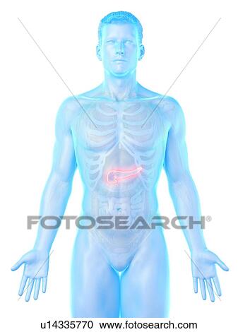 Pancreas anatomy, computer illustration. View Large Photo Image Stock Image - Pancreas anatomy, computer illustration.. Fotosearch
