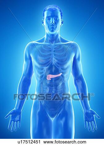 Stock Image - Pancreas anatomy, computer illustration.. Fotosearch
