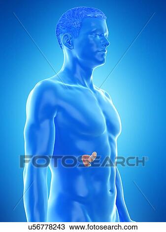 Stock Image - Pancreas anatomy, computer illustration.. Fotosearch