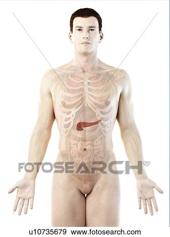 Stock Photo - Pancreas anatomy, computer illustration.. Fotosearch