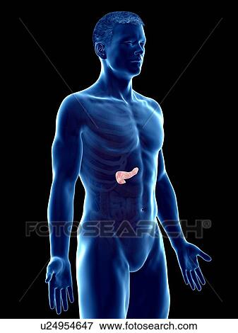 Stock Photo - Pancreas anatomy, computer illustration.. Fotosearch