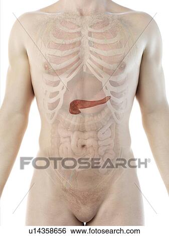 Stock Photograph - Pancreas anatomy, computer illustration.. Fotosearch