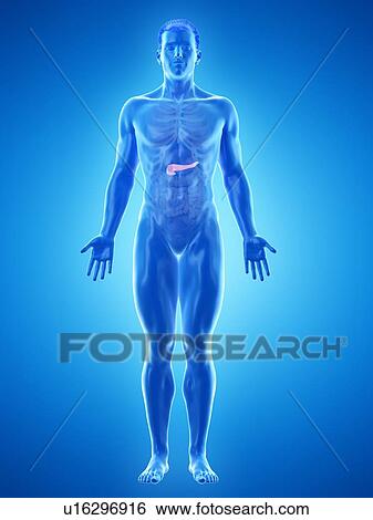 Stock Photograph - Pancreas anatomy, computer illustration.. Fotosearch