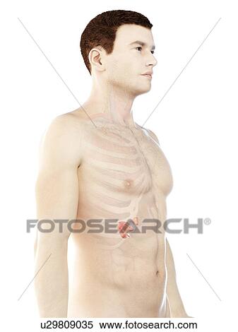 Stock Photography - Pancreas anatomy, computer illustration.. Fotosearch
