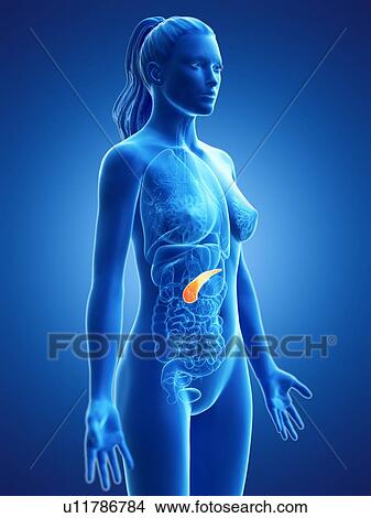 Picture - Pancreas, computer illustration.. Fotosearch