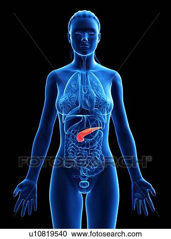 Stock Image - Pancreas, computer illustration.. Fotosearch