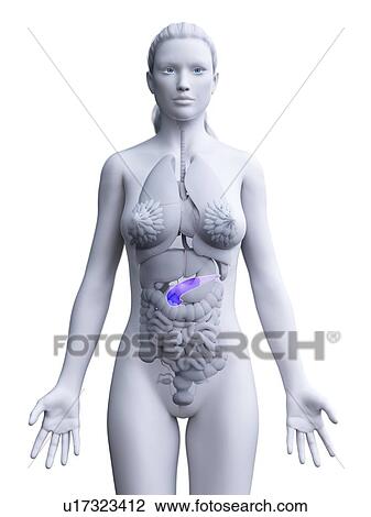 Stock Image - Pancreas, computer illustration.. Fotosearch