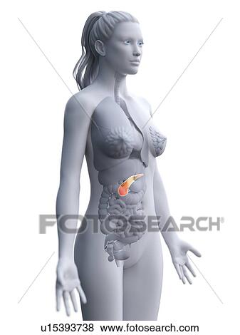 Stock Photo - Pancreas, computer illustration.. Fotosearch