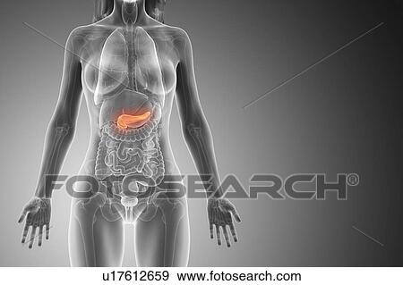 Stock Photo - Pancreas, computer illustration.. Fotosearch