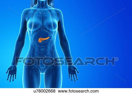 Stock Photo - Pancreas, computer illustration.. Fotosearch