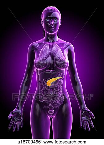 Pancreas, computer illustration. View Large Photo Image Stock Photograph - Pancreas, computer illustration.. Fotosearch