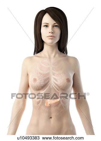 Stock Image - Pancreas, illustration. Fotosearch