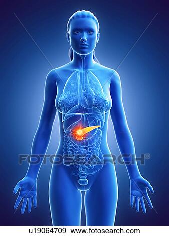 Pancreatic cancer, conceptual computer illustration. View Large Photo Image Stock Photo - Pancreatic cancer, conceptual computer illustration.. Fotosearch