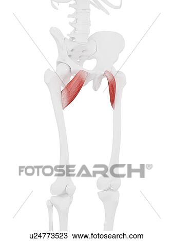Stock Image - Pectineus muscle, computer illustration.. Fotosearch