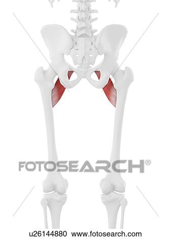 Pectineus muscle, computer illustration. View Large Photo Image Stock Image - Pectineus muscle, computer illustration.. Fotosearch