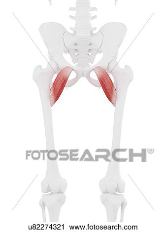Pectineus muscle, computer illustration. View Large Photo Image Stock Image - Pectineus muscle, computer illustration.. Fotosearch