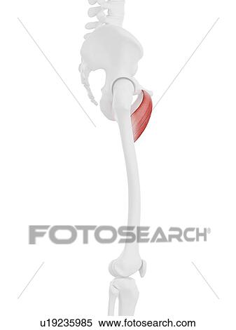Pectineus muscle, computer illustration. View Large Photo Image Stock Photography - Pectineus muscle, computer illustration.. Fotosearch