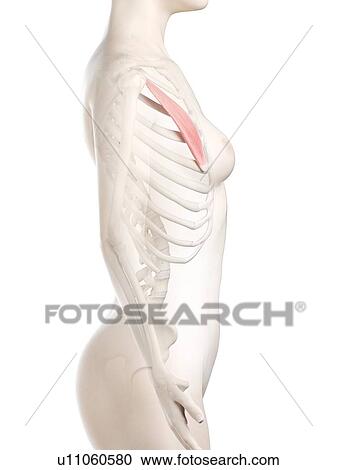 Pectoralis minor muscle, illustration View Large Photo Image Stock Image - Pectoralis minor muscle, illustration. Fotosearch