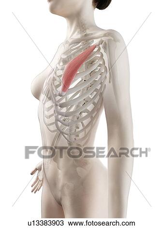 Pectoralis minor muscle, illustration View Large Photo Image Stock Image - Pectoralis minor muscle, illustration. Fotosearch