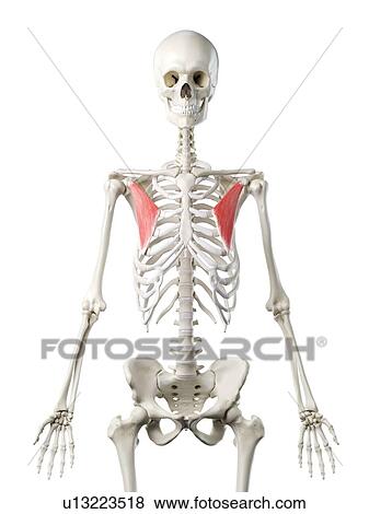 Pectoralis minor muscle, illustration View Large Photo Image Stock Photo - Pectoralis minor muscle, illustration. Fotosearch