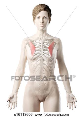 Pectoralis minor muscle, illustration View Large Photo Image Stock Photograph - Pectoralis minor muscle, illustration. Fotosearch