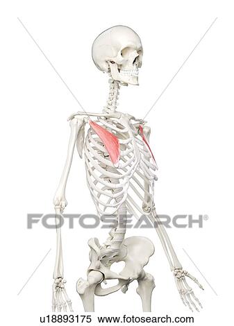 Stock Photography - Pectoralis minor muscle, illustration. Fotosearch