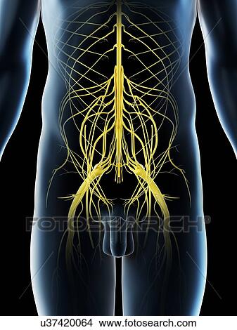 Pelvic nerves, computer illustration. View Large Photo Image Picture - Pelvic nerves, computer illustration.. Fotosearch