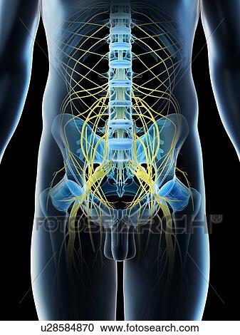 Pelvic nerves, computer illustration. View Large Photo Image Stock Image - Pelvic nerves, computer illustration.. Fotosearch
