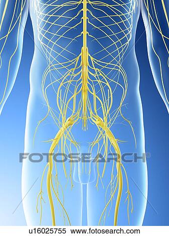 Pelvic nerves, computer illustration. View Large Photo Image Stock Photography - Pelvic nerves, computer illustration.. Fotosearch