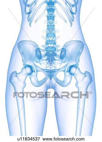 Stock Photo - Pelvis bones, illustration. Fotosearch