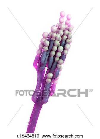 Stock Image - Penicillinum fungus, computer illustration.. Fotosearch