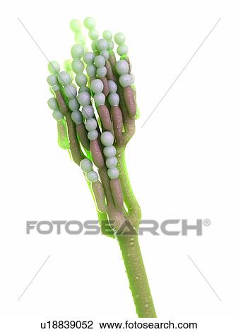 Stock Image - Penicillinum fungus, computer illustration.. Fotosearch