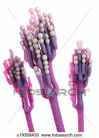 Penicillinum fungus, computer illustration. View Large Photo Image Stock Image - Penicillinum fungus, computer illustration.. Fotosearch