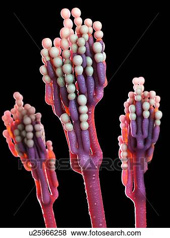 Penicillinum fungus, computer illustration. View Large Photo Image Stock Photo - Penicillinum fungus, computer illustration.. Fotosearch