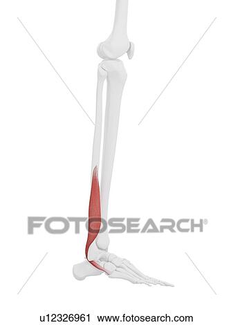 Peroneus brevis muscle, computer illustration. View Large Photo Image Stock Image - Peroneus brevis muscle, computer illustration.. Fotosearch