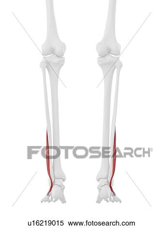 Peroneus brevis muscle, computer illustration. View Large Photo Image Stock Photography - Peroneus brevis muscle, computer illustration.. Fotosearch