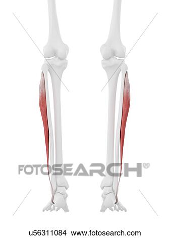 Peroneus longus muscle, computer illustration. View Large Photo Image Picture - Peroneus longus muscle, computer illustration.. Fotosearch