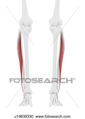 Peroneus longus muscle, computer illustration. View Large Photo Image Stock Image - Peroneus longus muscle, computer illustration.. Fotosearch