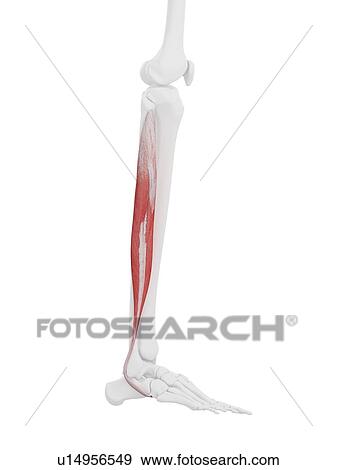 Peroneus longus muscle, computer illustration. View Large Photo Image Stock Photo - Peroneus longus muscle, computer illustration.. Fotosearch