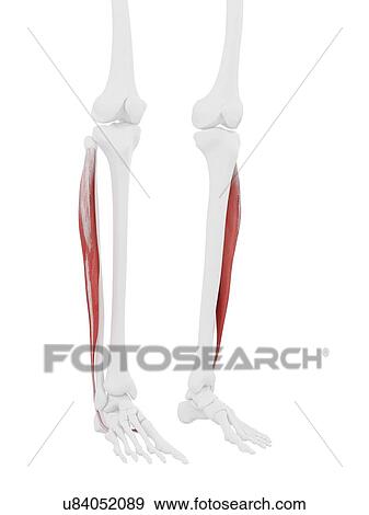 Stock Photo - Peroneus longus muscle, computer illustration.. Fotosearch