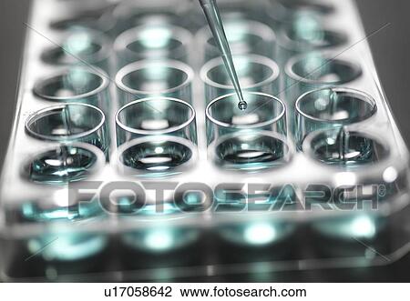 Pipetting sample into a multiwell plate ready for analysis. View Large Photo Image Stock Image - Pipetting sample into a multiwell plate ready for analysis.. Fotosearch