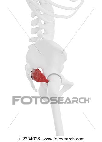 Piriformis muscle, computer illustration. View Large Photo Image Stock Photograph - Piriformis muscle, computer illustration.. Fotosearch