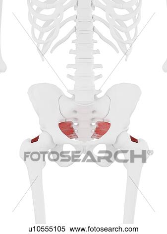 Piriformis muscle, computer illustration. View Large Photo Image Stock Photography - Piriformis muscle, computer illustration.. Fotosearch