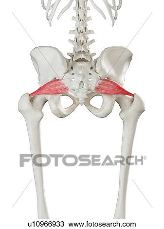 Piriformis muscle, illustration View Large Photo Image Stock Image - Piriformis muscle, illustration. Fotosearch