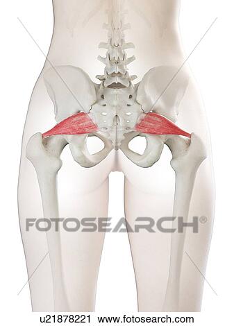 Piriformis muscle, illustration View Large Photo Image Stock Image - Piriformis muscle, illustration. Fotosearch