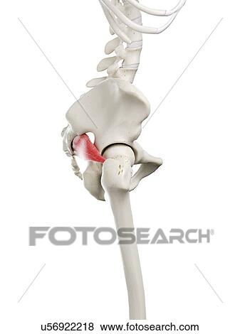 Piriformis muscle, illustration View Large Photo Image Stock Photo - Piriformis muscle, illustration. Fotosearch