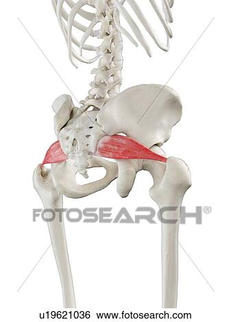 Stock Photograph - Piriformis muscle, illustration. Fotosearch