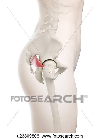 Piriformis muscle, illustration View Large Photo Image Stock Photograph - Piriformis muscle, illustration. Fotosearch