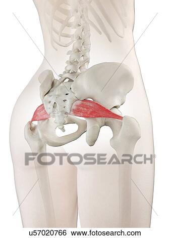 Stock Photograph - Piriformis muscle, illustration. Fotosearch