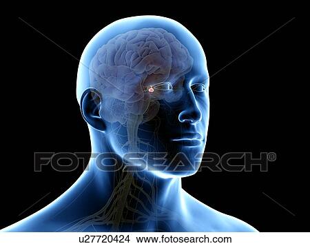 Pituitary gland, illustration View Large Photo Image Picture - Pituitary gland, illustration. Fotosearch